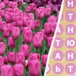 కేవలం 2% మంది వ్యక్తులు మాత్రమే 8 సెకన్లలో “తులిప్” అనే పదాన్ని