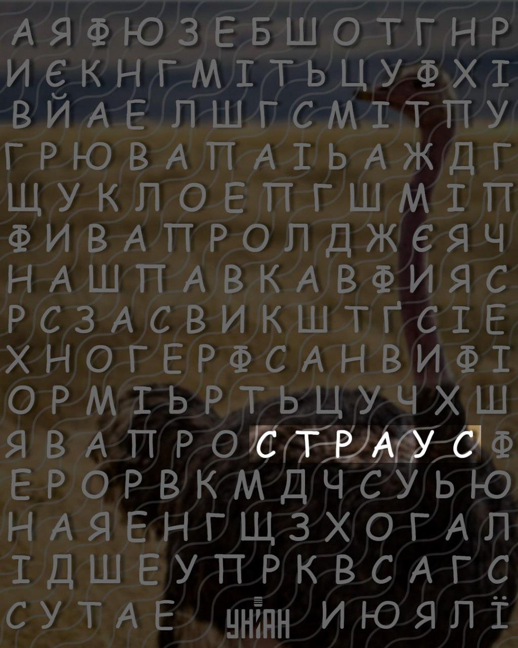 అధిక IQ ఉన్న వ్యక్తులు మాత్రమే 10 సెకన్లలో 'ఉష్ట్రపక్షి' అనే పదాన్ని కనుగొంటారు: ఒక గమ్మత్తైన పజిల్