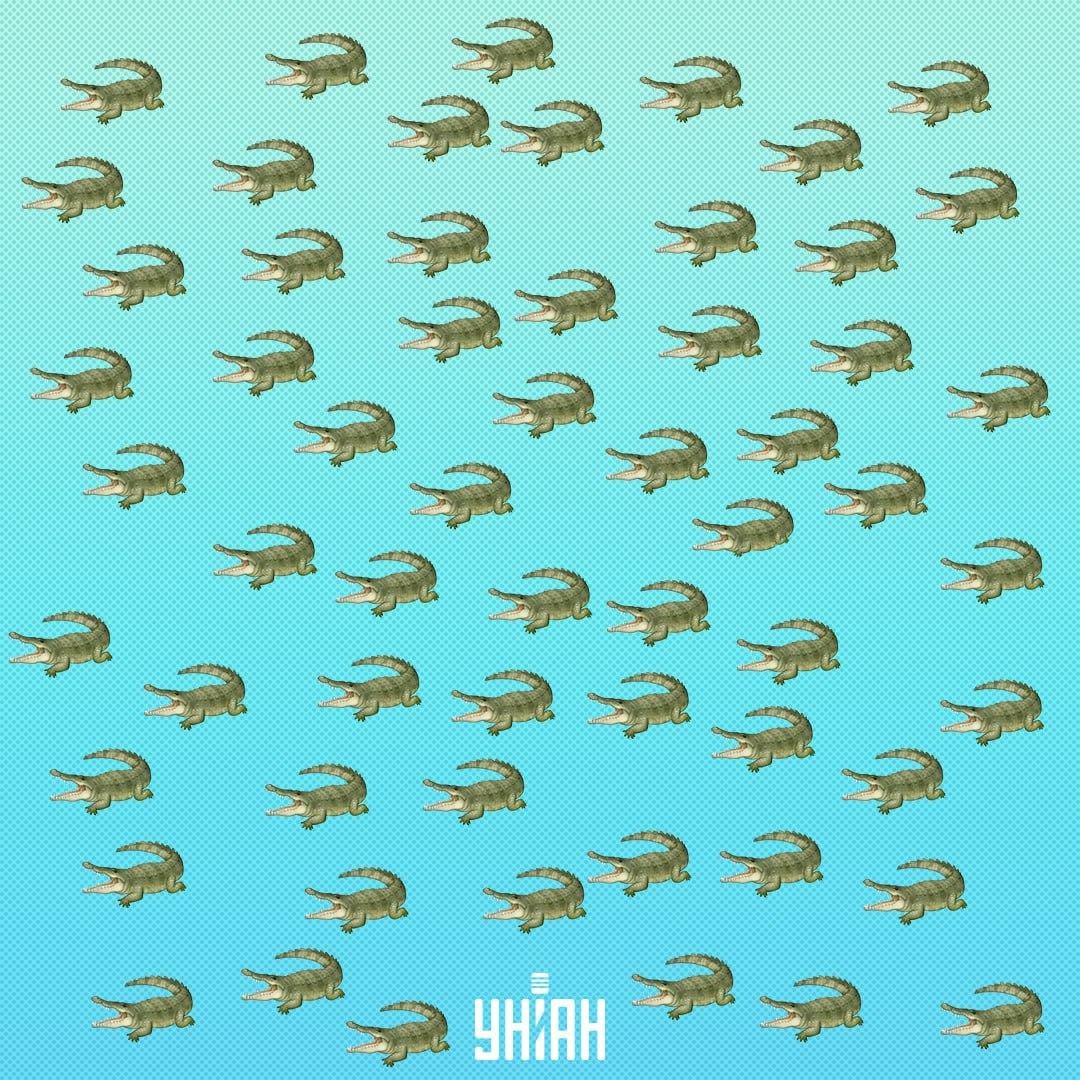 సరీసృపం దాగి ఉంది, కానీ అది 15 సెకన్లలో తప్పక చూడబడుతుంది / Collage Moje