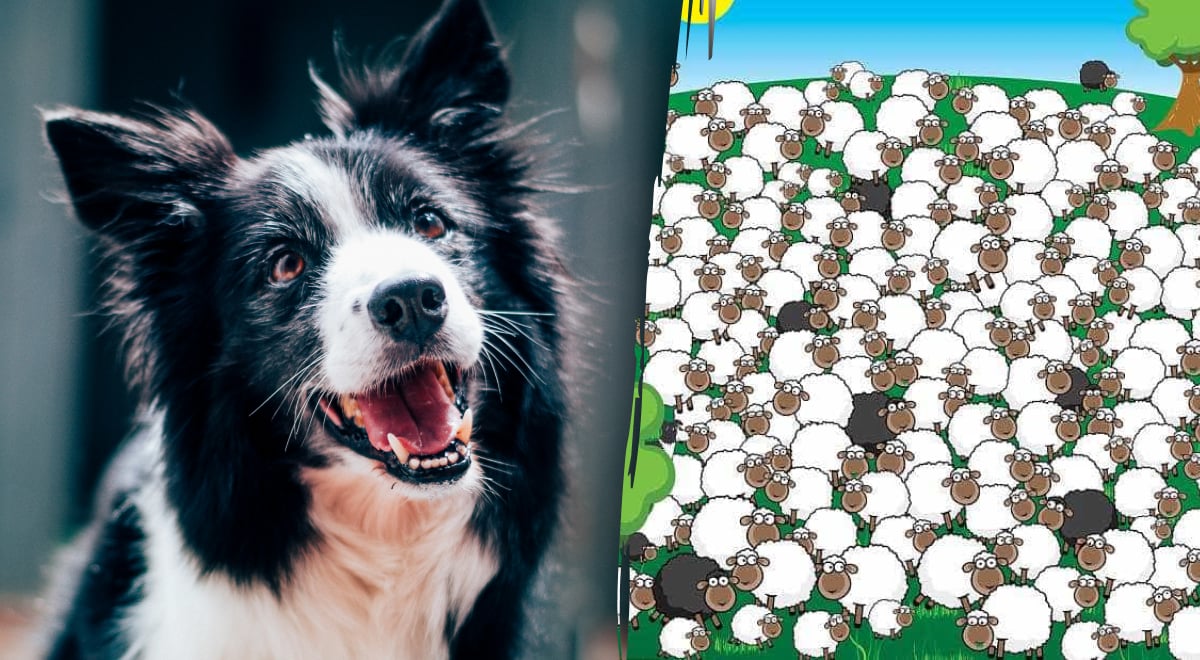 కుక్క, రహస్యం