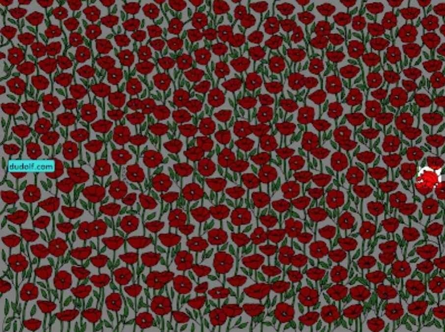 అతి శ్రద్ధగలవారు మాత్రమే చిత్రంలో పీతను కనుగొంటారు: 25 సెకన్లలో మీ IQని పరీక్షించండి