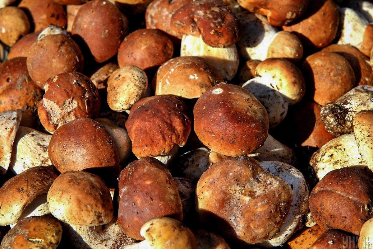 సమయంలో పుట్టగొడుగుల మధ్య రాయిని కనుగొనండి / Moje కోల్లెజ్