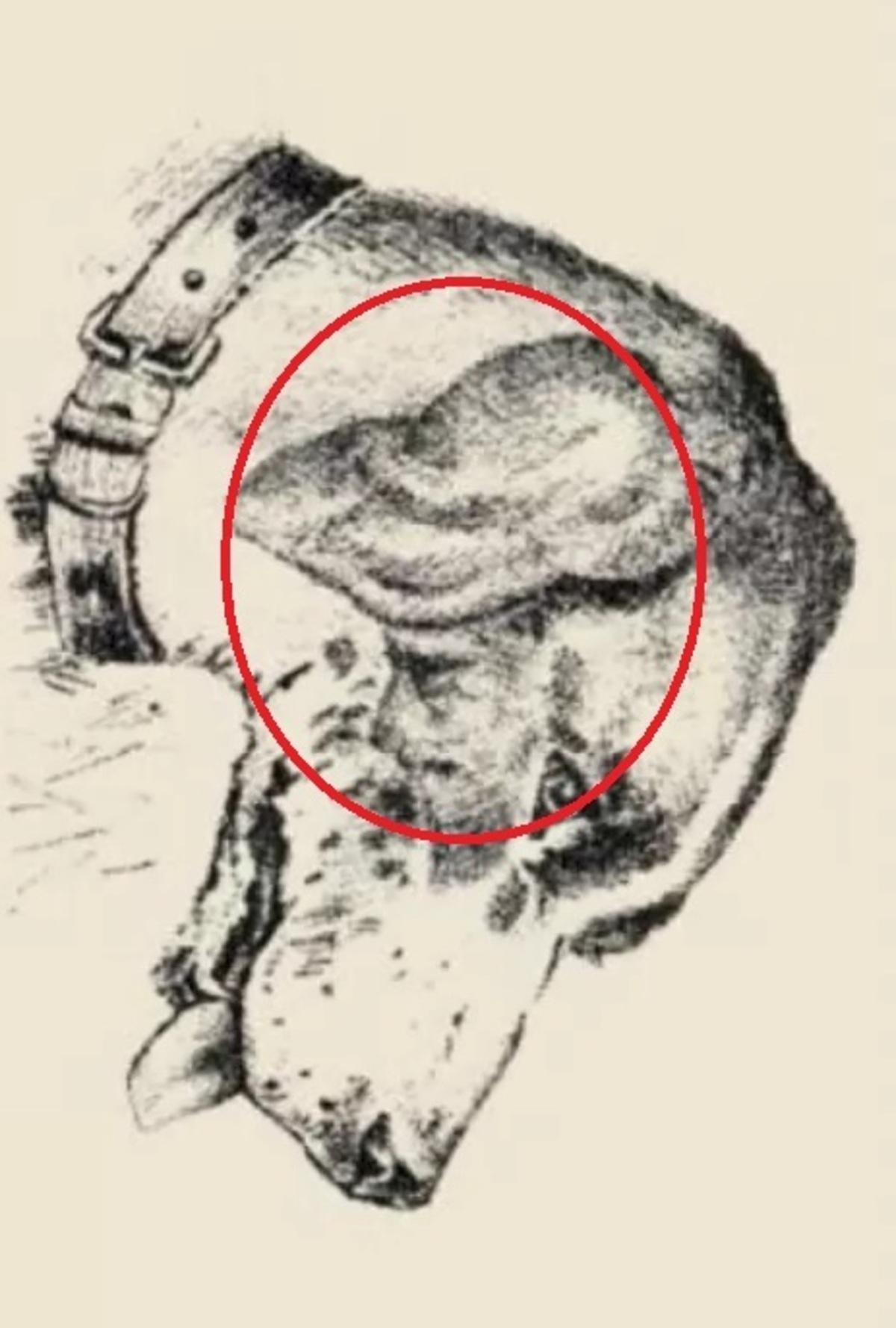 కుక్క చెవిపై మానవ ముఖం ఉంది / safalta.com డ్రాయింగ్