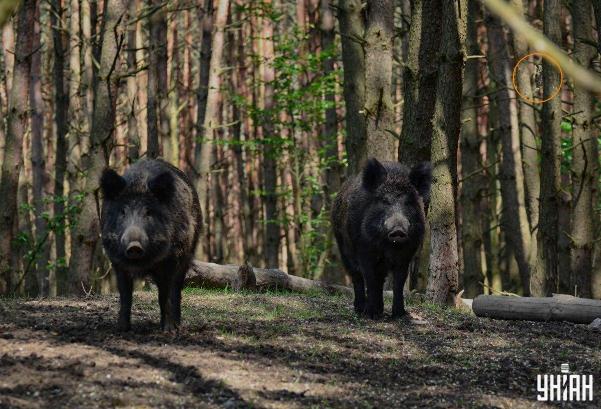 గుడ్లగూబ 